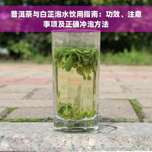 普洱茶配白芷泡水：功效、方法与禁忌一文详解