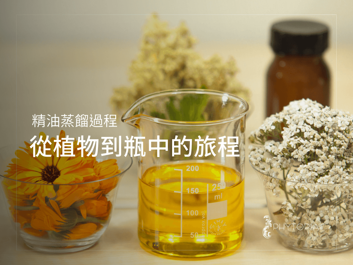 精油蒸馏过程：从植物到瓶中的旅程
