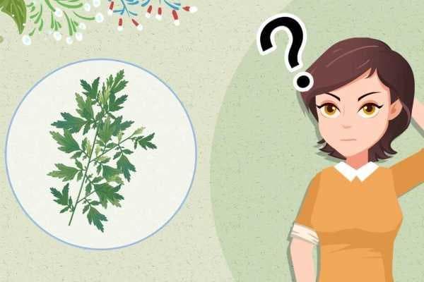 花椒艾叶泡脚的功效与作用及禁忌