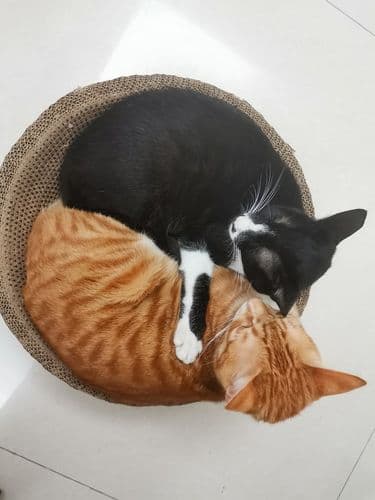 一只野猫缠着你，背后可能有这些原因