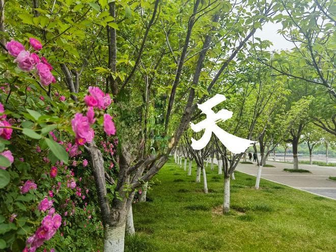 5道减脂餐分享，跟着做好吃又省事，每天吃一吃漂亮裙子随意穿！