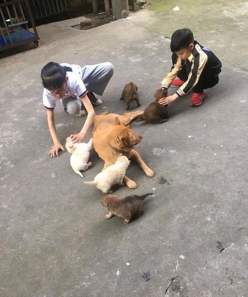 梦见很多狗围着自己