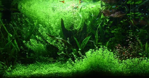 鱼缸水草种植水量指南：轻松打造完美生态！