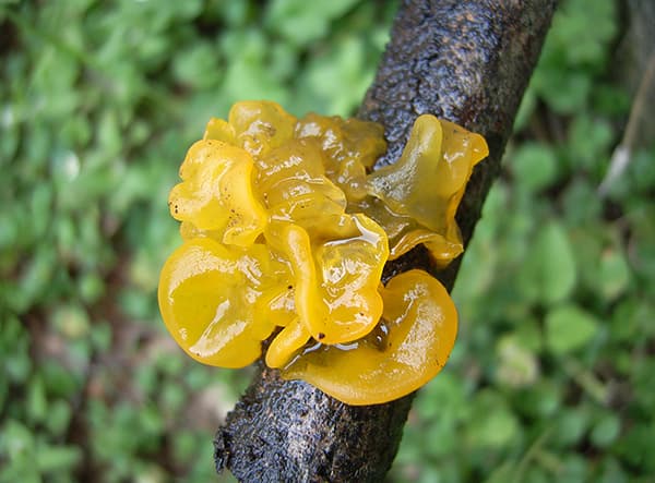 餐桌上的金耳竟然是个新物种——昆明植物所在食用菌资源研究中取得新进展