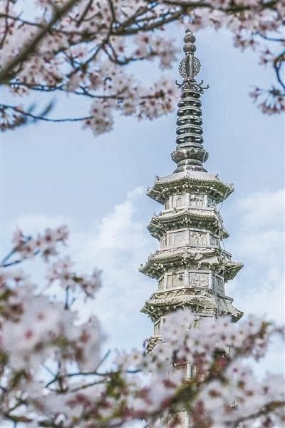 杭州赏梅季将持续至3月中旬 浪漫“顶流”樱花季将绚烂登场