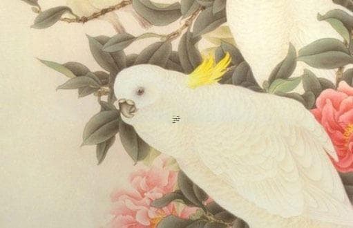 发财树叶子发黄的原因及处理方法