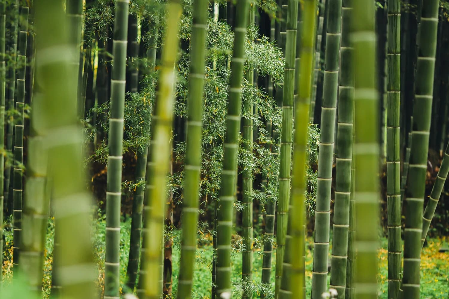 竹林科学管理：从病虫害防治到合理采伐的全程指南