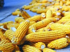 如何合理把握河北省玉米的价格行情？这些价格行情受哪些条件制约？
