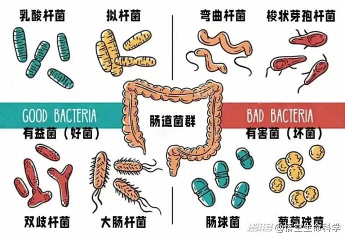 吃什么你就是什么？肠道菌群如何影响我们的人生