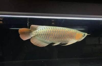 蓝吉罗鱼有多大（蓝吉罗是冷水鱼吗）