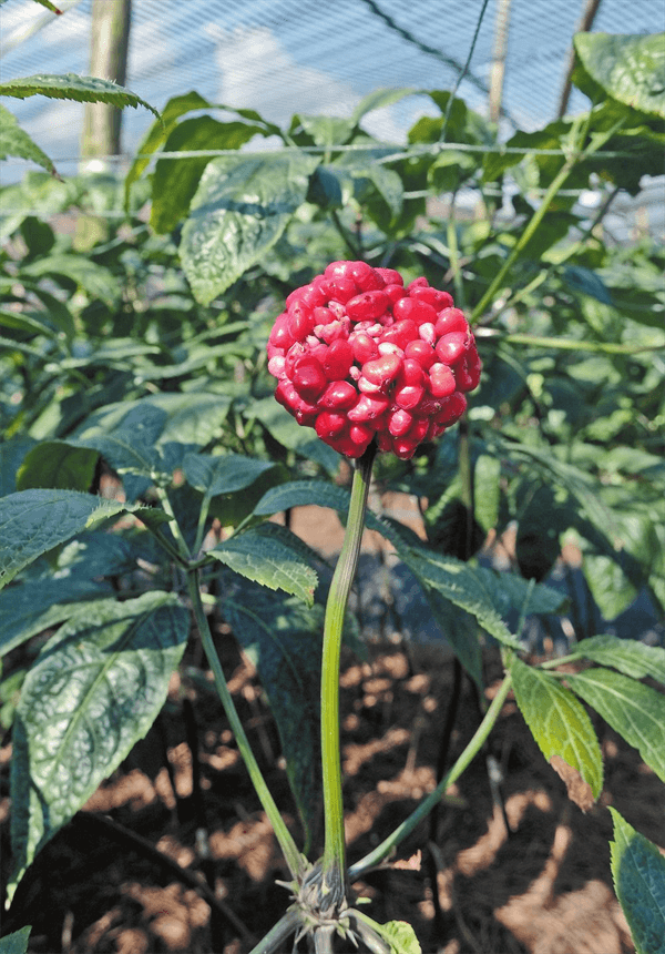 “申公豹代购药单”首味药——探秘云药三七的前世今生