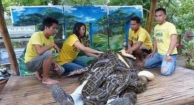 梦见大蟒蛇缠身或被蛇吃掉的深层含义与应对之道