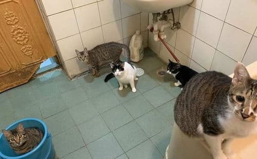 猫咪为何偏爱厕所？科学解析与引导方案