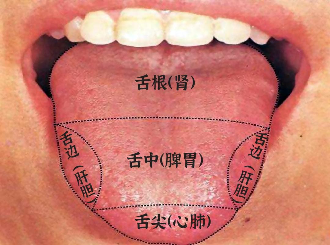 明医临证丨我们如何从舌头看五脏情况？