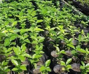 咖啡种植技术：从育苗、定植、遮荫到施肥除草和覆盖的栽培工艺