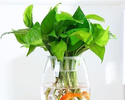 如何用正确的水养绿萝（选择适合的水质和养护方法，让绿萝健康成长）