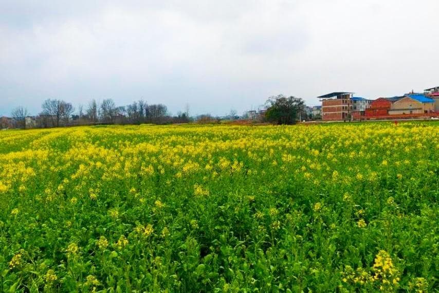 黄石春季赏花踏青全攻略：三条精选线路带你玩转东楚大地