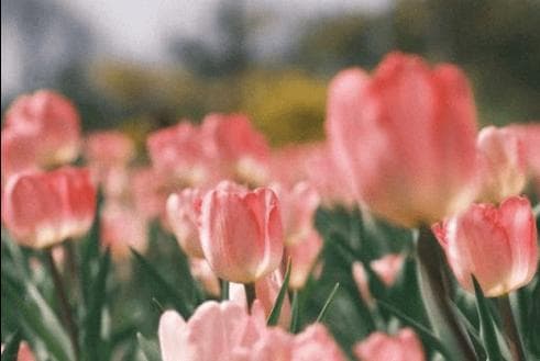 深圳赏花攻略：2025年不容错过的郁金香花海打卡地