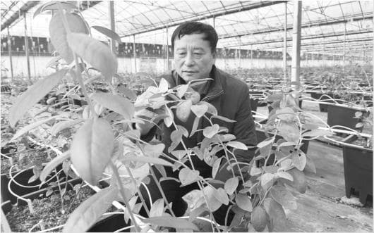 盆栽蓝莓住上“5G房”