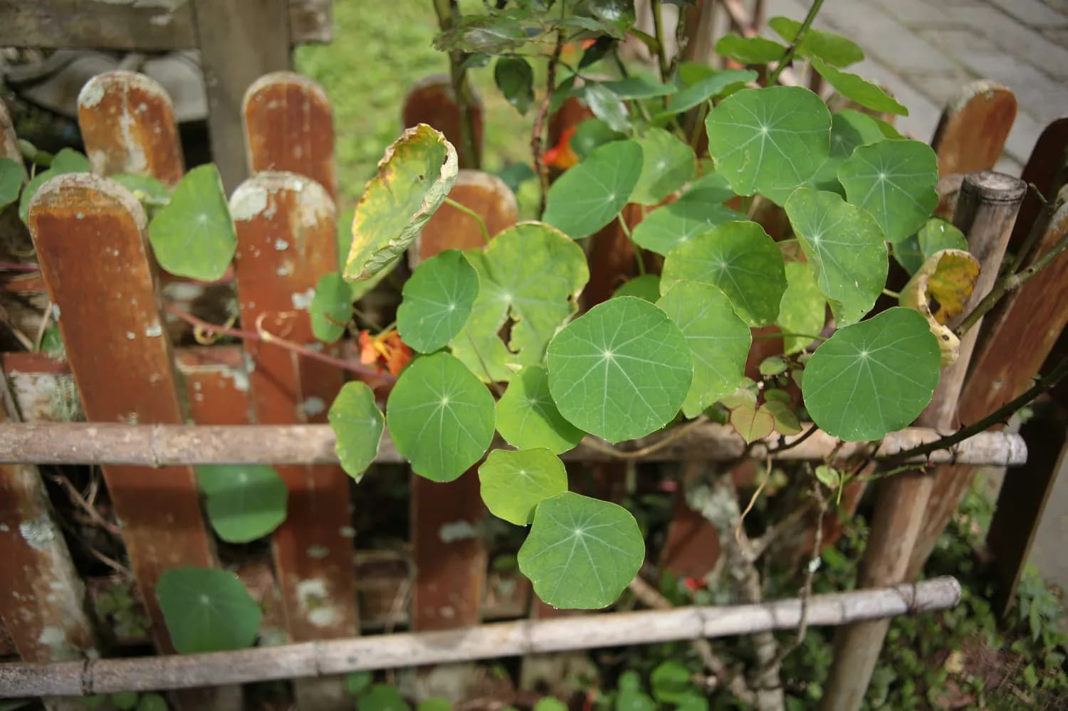 广金钱草：从岭南民间传说走向现代医学的传奇草药