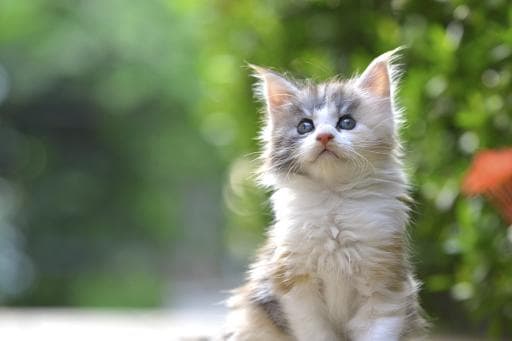猫咪爱你到极致，它会有这5个表现，你家猫也有这些表现吗？