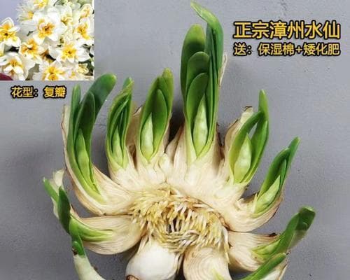 水仙雕刻：传统技艺与现代艺术的完美融合