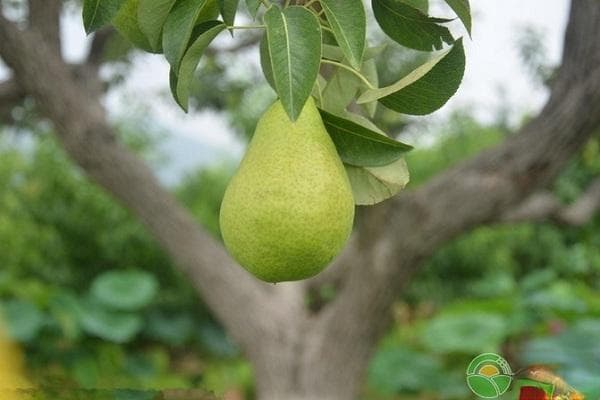 梨树什么时候剪枝最好？怎样剪？