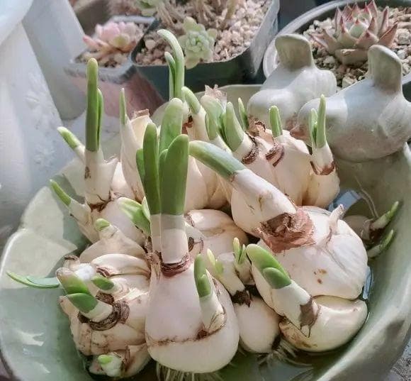 冬季花卉首选水仙：简单水培，轻松实现春节开花