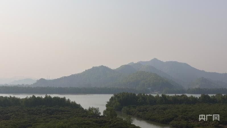 醉绿岭南 大美画卷｜多举措保护“海洋绿肺” 广东探索红树林生态保护新路径