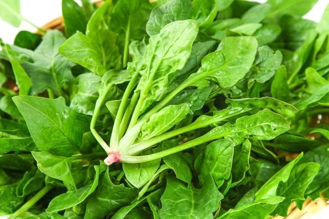 为什么说菠菜铁含量丰富，却不利于补铁？