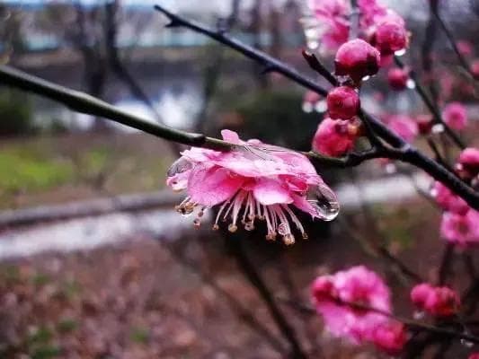 《梅花泪》简谱及音乐赏析