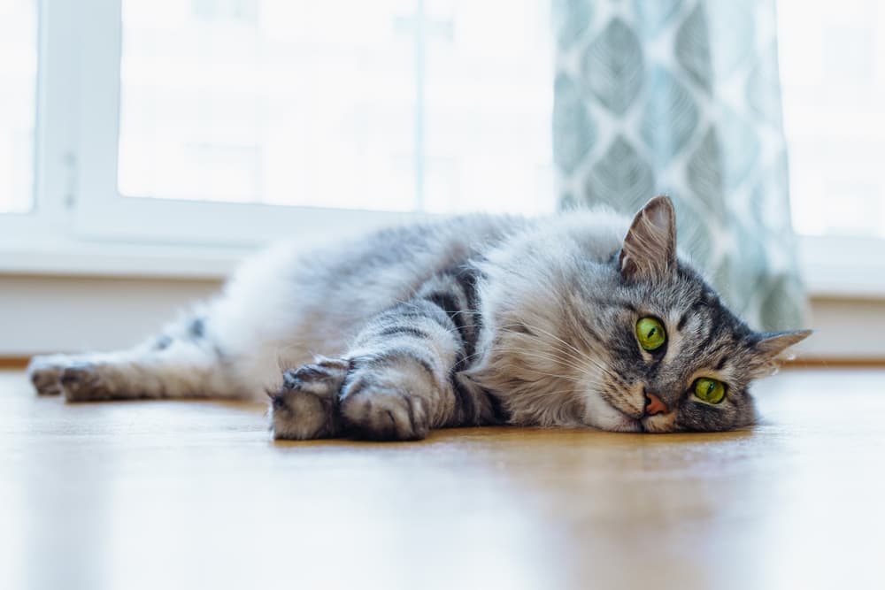猫咪湿疹怎么办？病因、症状及治疗全攻略