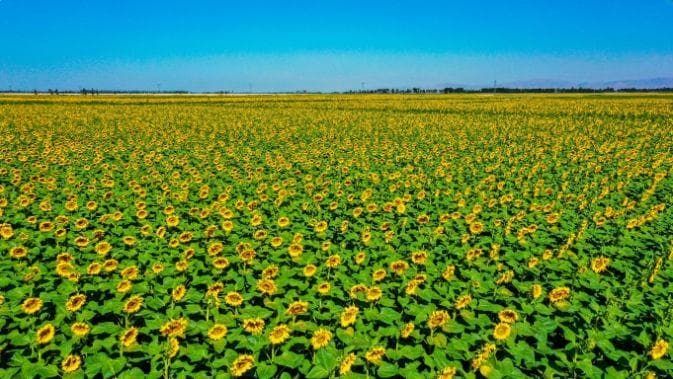 全国最大食葵生产基地巴彦淖尔市向日葵产业“开花结籽”