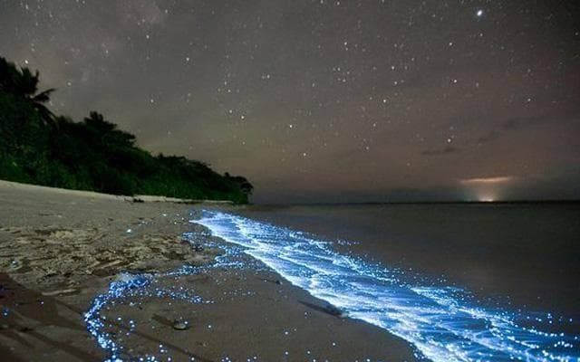 海滩上的蓝色奇观：揭秘会发光的多边舌甲藻