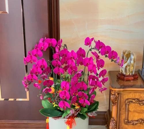 蝴蝶兰的象征意义（解读蝴蝶兰——寓意与传承）