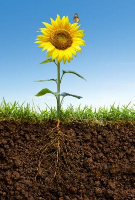 从叶子到根系：细致分析植物的生长需求