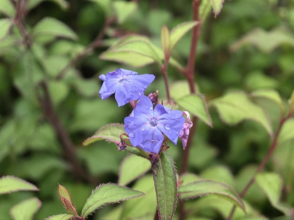 高山“小蓝花”绽放成都平原，“让川花发挥更大的价值”