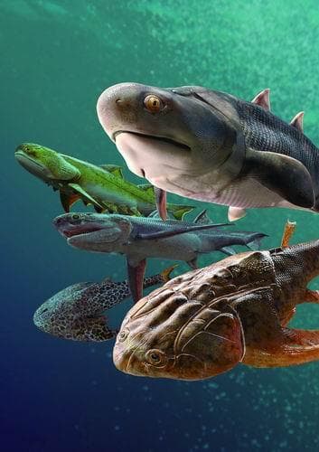 中国科学家重建4亿年前"水族馆"：改写有颌脊椎动物演化史