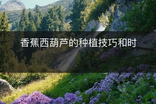 香蕉西葫芦的种植技巧和时间安排