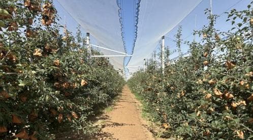 陕西洛川：节水灌溉浇出幸福果