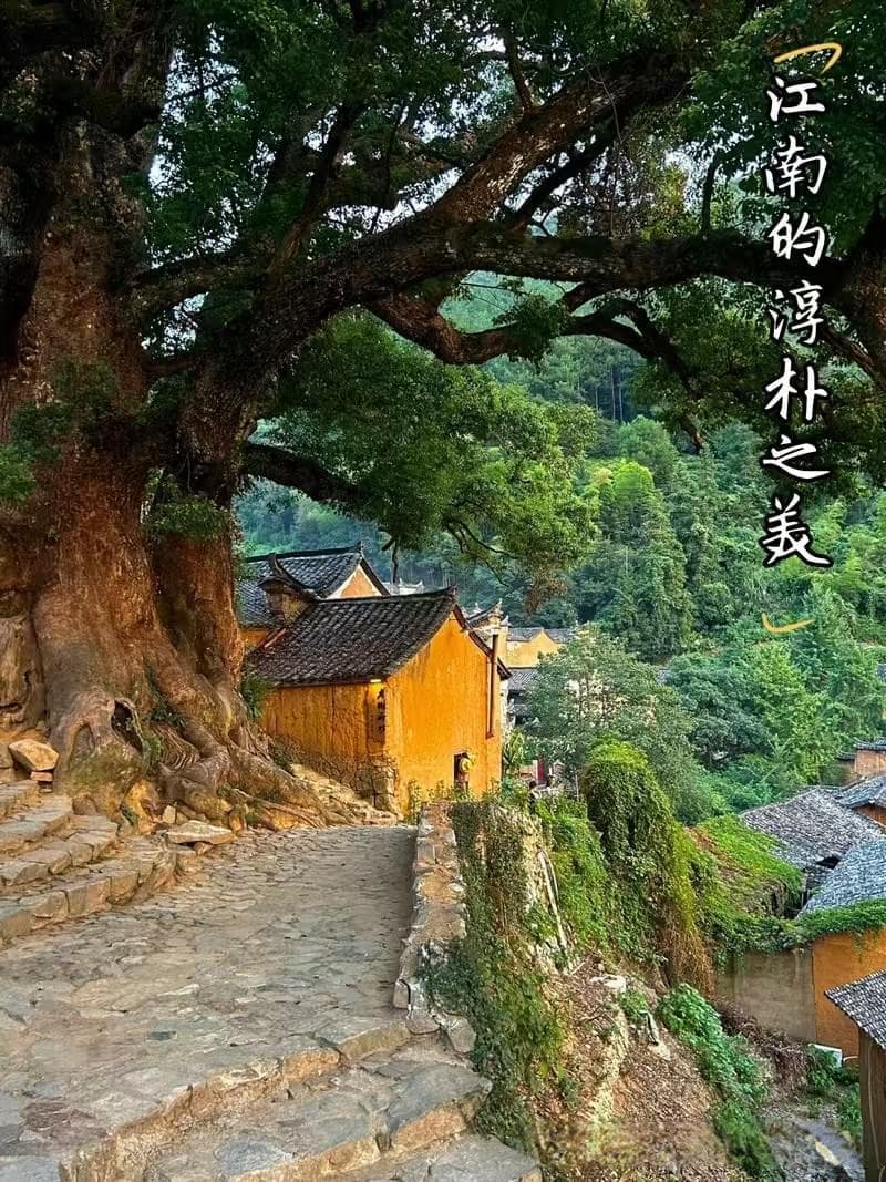 杨家堂村：浙南最大免费清代民居群，附详细游览攻略