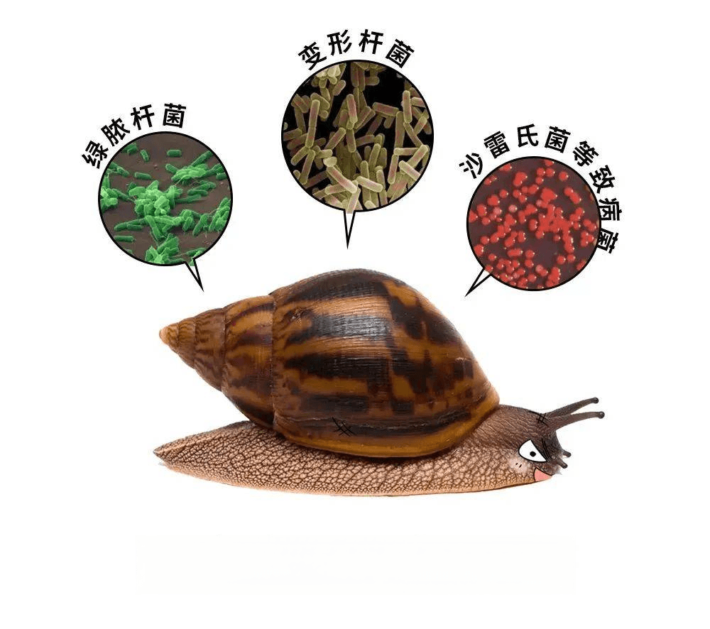 非洲大蜗牛在广东成灾，可传播脑膜炎等疾病