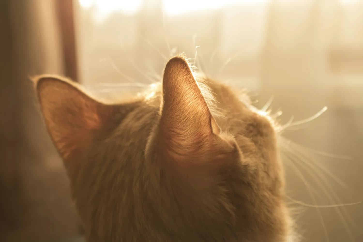 科学防治猫咪耳螨：症状、诊断到治疗全攻略