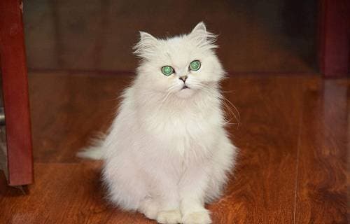 猫咪呕吐物颜色速查表：红黄黑白，一表在手