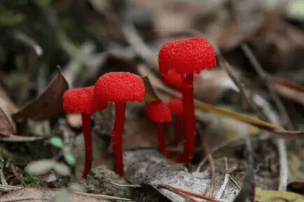 绯红湿伞：一种色彩鲜艳的可食用蘑菇