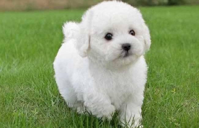 比熊犬皮肤病原因和治疗比熊犬皮肤病的方法