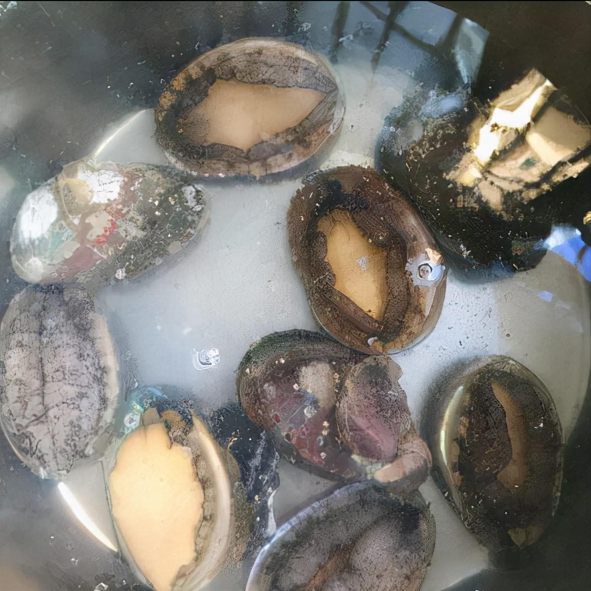 清蒸鲍鱼的家常做法大全