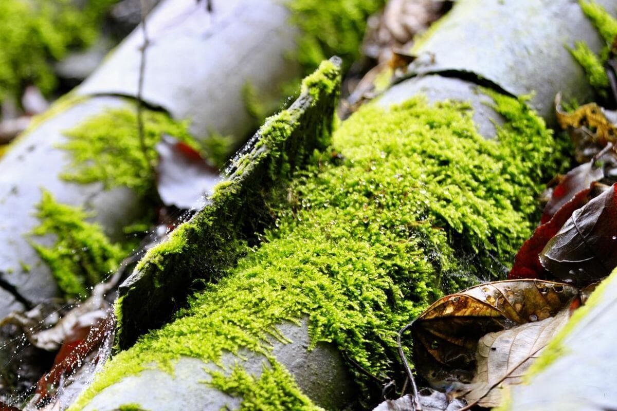 水管里的青苔怎样清除？三种实用清洁方法详解