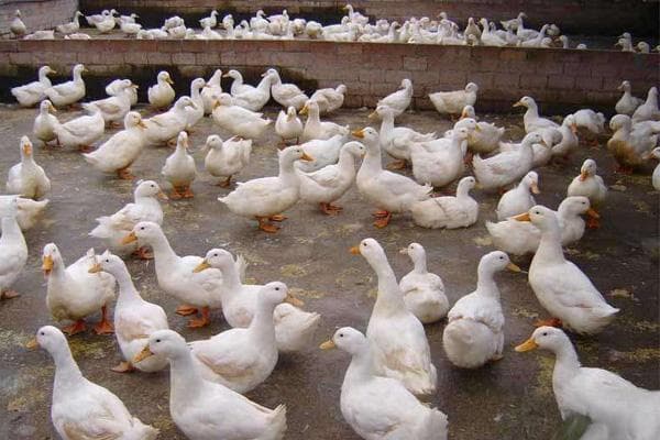 肉鸭养殖多久出栏？六大实用技巧助你实现快速出栏