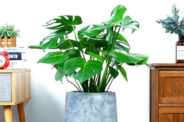 龟背竹养殖完全指南：品种、环境、病虫害一文通